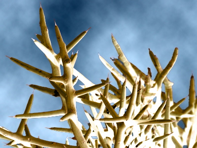 Photo - Allthorn bush